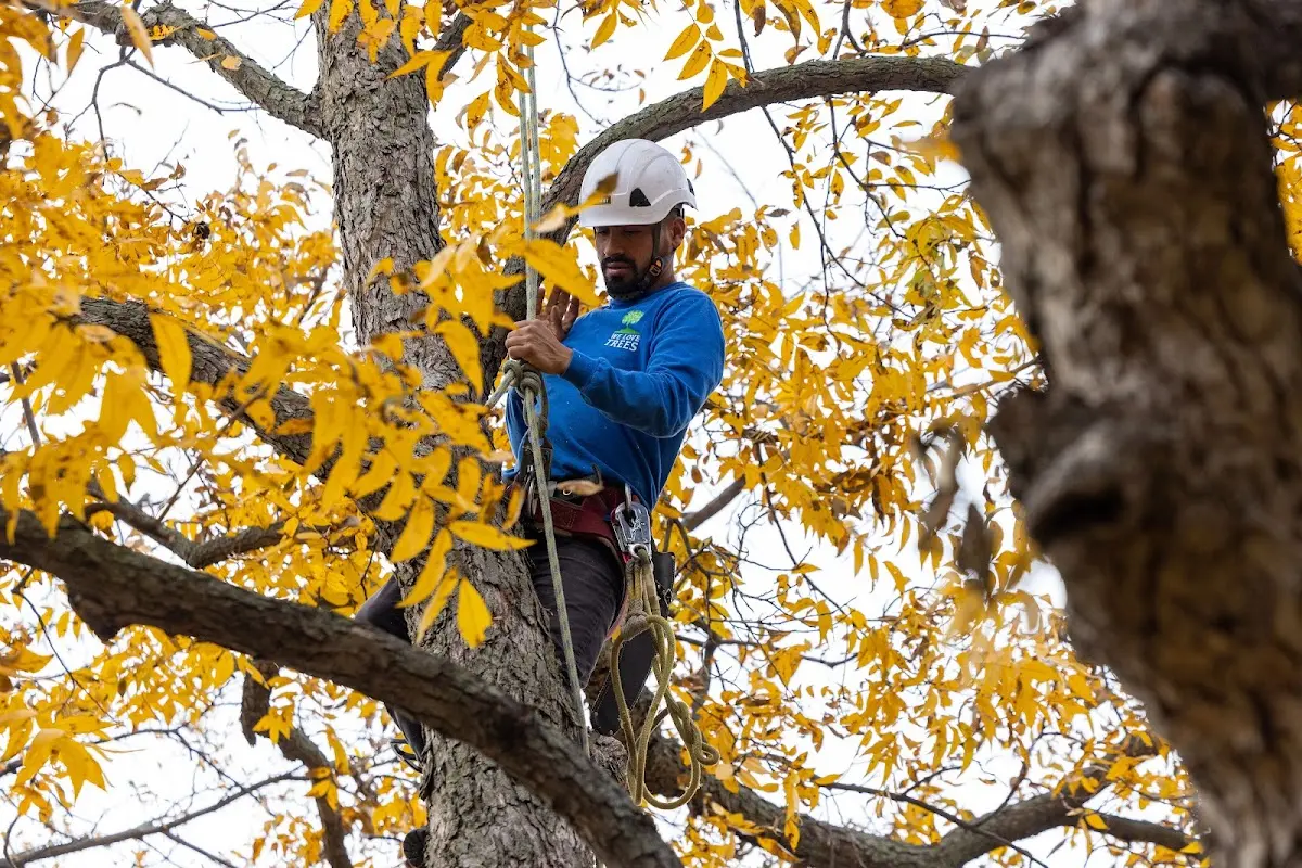 Skilled Emergency Tree Service crew working in Plains